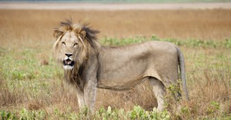 Liuwa Plains National Park