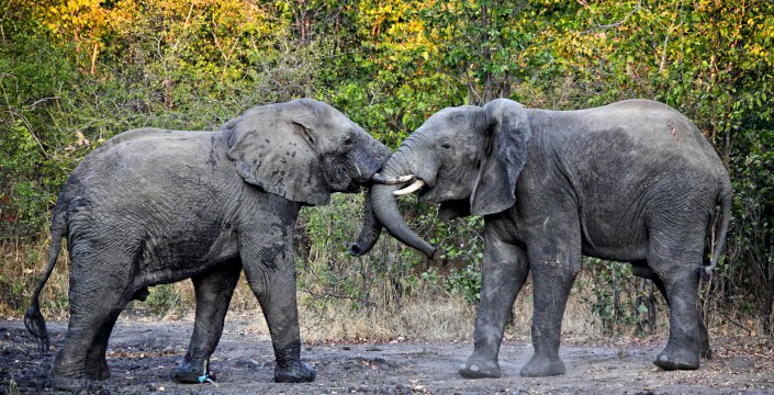 Liwonde National Park