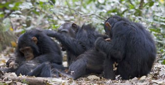Primaten kijken in Gombe Stream National Park