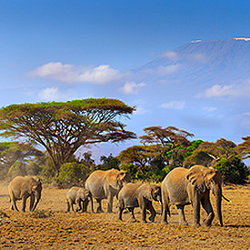 Kenia safari's