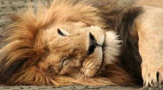 Safari in ongerept Zuid-Tanzania