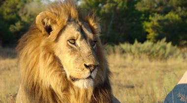 Botswana, Hwange & Victoria Falls Botswana, Hwange & Victoria Falls
