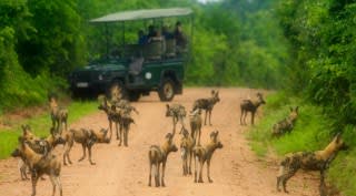 Zambia & Botswana Safari Zambia & Botswana Safari