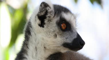 Natuurreis Madagaskar Natuurreis Madagaskar