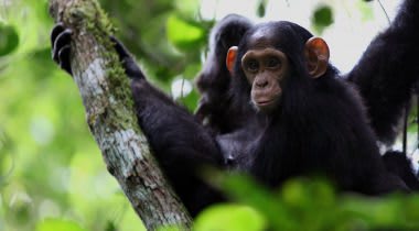 Rwanda Hoogtepunten Rwanda Hoogtepunten