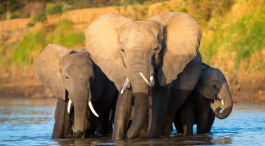 South Luangwa & Lake Malawi South Luangwa & Lake Malawi