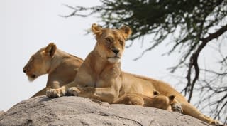 Ontdek het prachtige Tanzania - safari en strand
