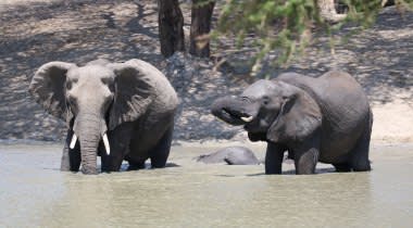 Lion King safari Tanzania & Zanzibar