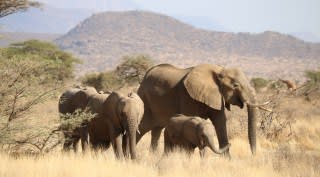 BIG FIVE prive safari & strand (15 dagen)