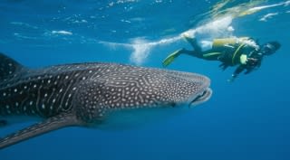Duikreis Mozambique & Zuid-Afrika Duikreis Mozambique & Zuid-Afrika