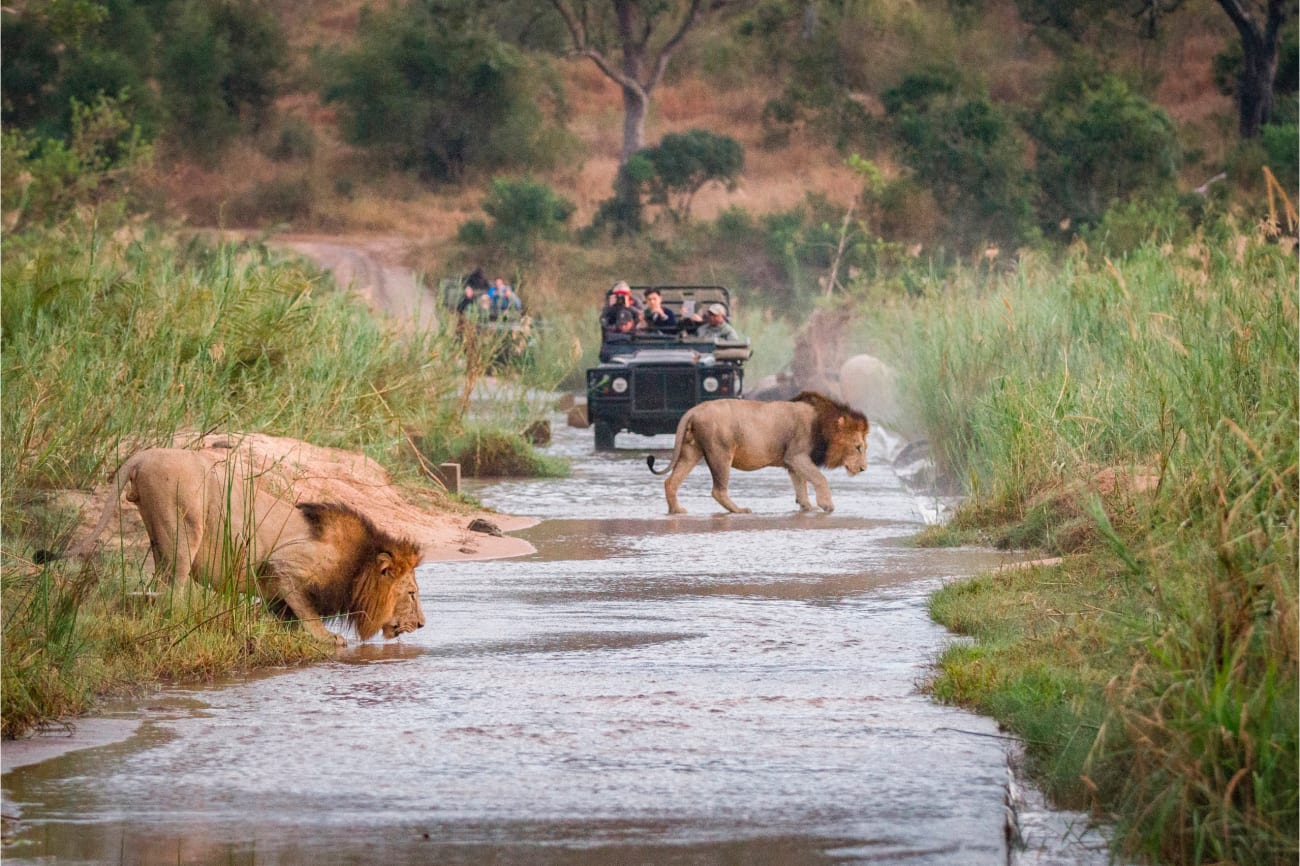 Löwen-Sichtung beim morgendlichem Game Drive