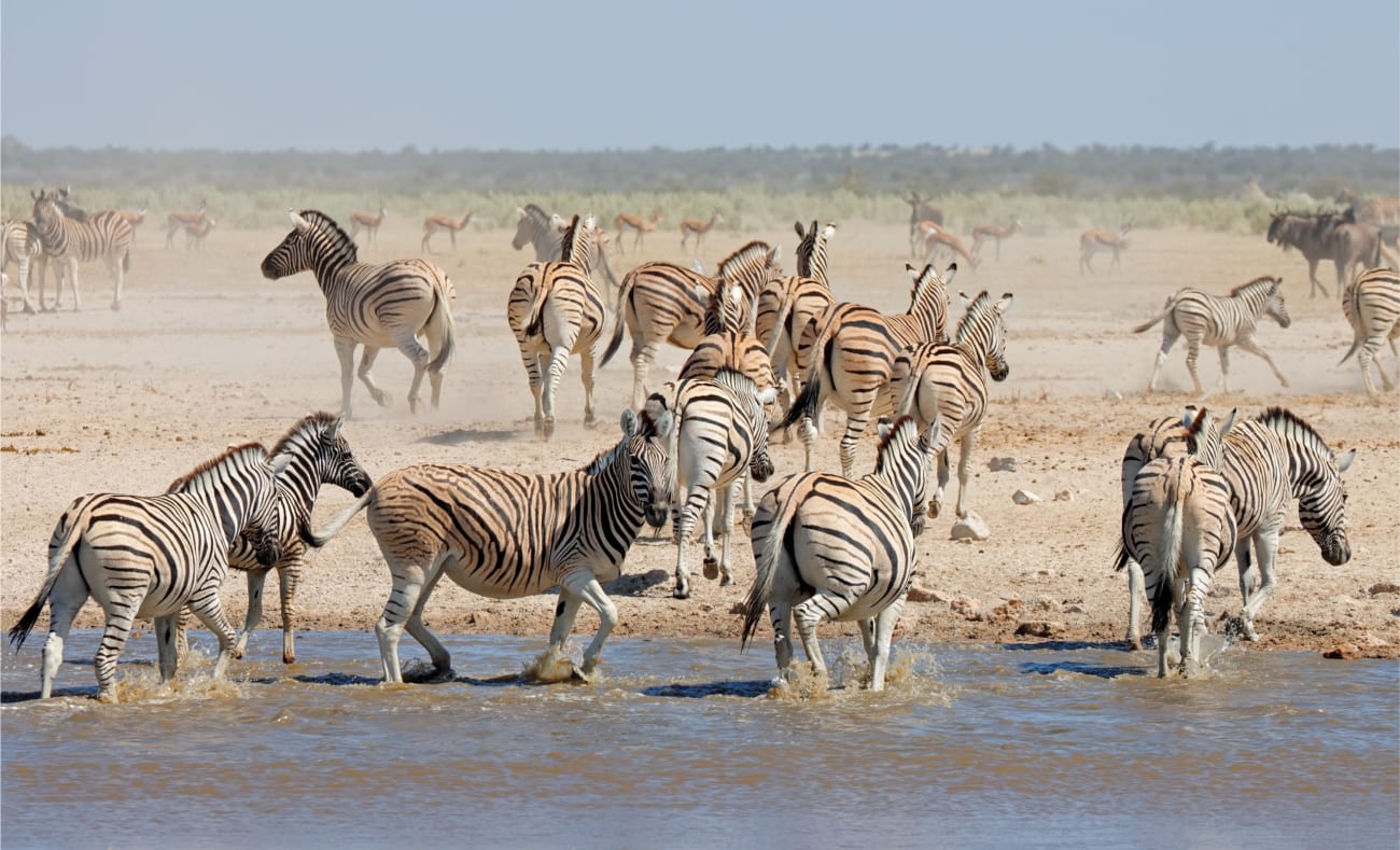 Zebras an einem Wasserloch im Etosha Nationalpark