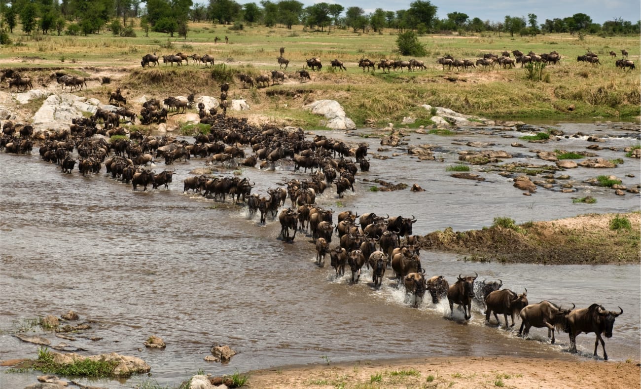 Gnus überqueren den Mara Fluss in der Serangeti bei der Great Migration