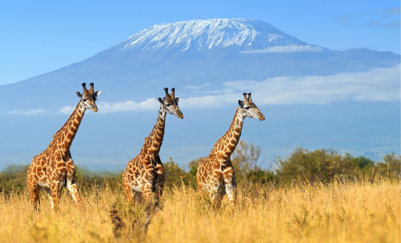 Giraffen im Amboselia Nationalpark mit Kilimandscharo im Hintergrund