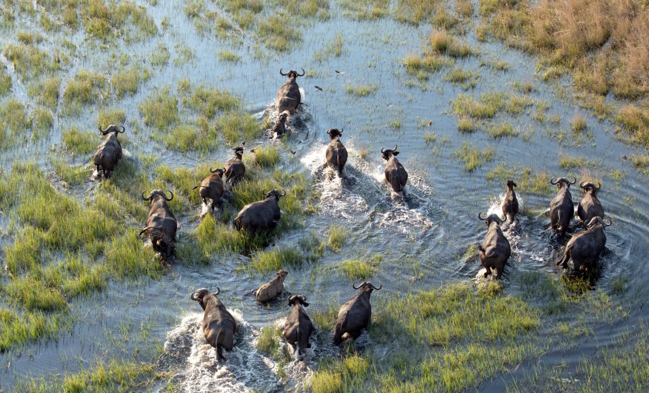 Wasserbüffel im Okavango Delta