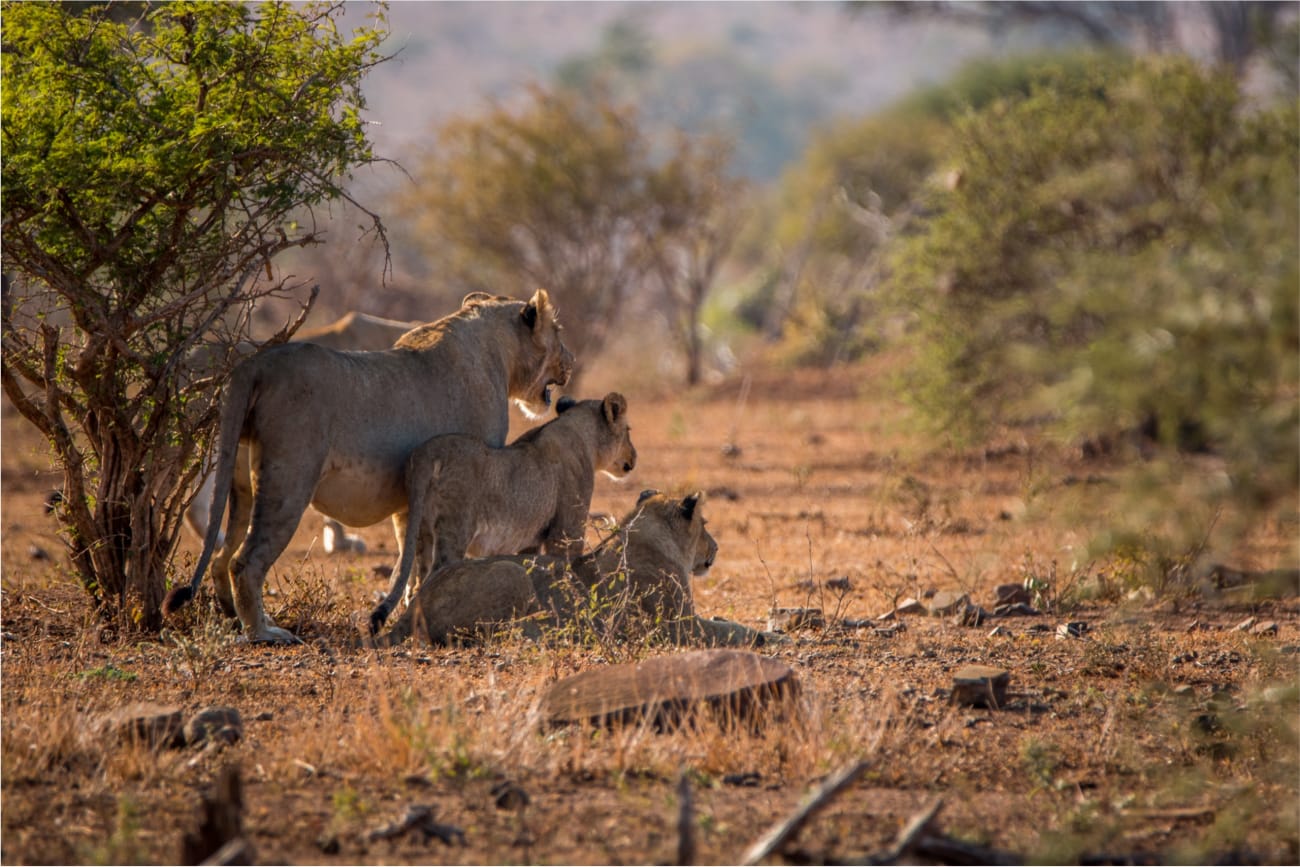 A majestic lions bask peacefully enjoying their evening in the African savannah.