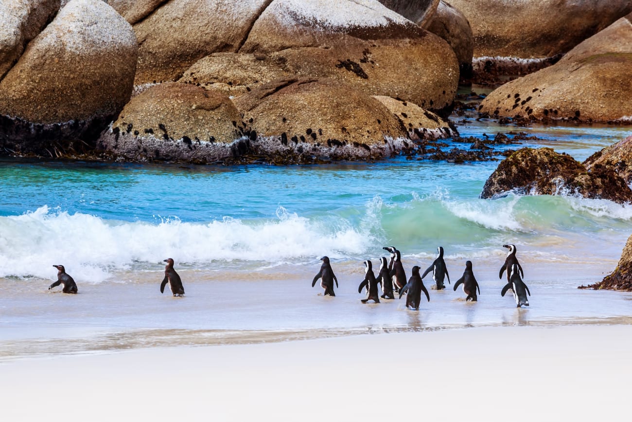 Wild South African penguins flaunt their unique charms.