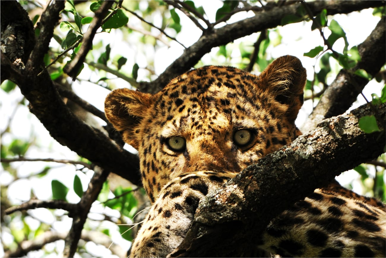 A leopard is watching curiously from the safety of a tree, surveying its surroundings.