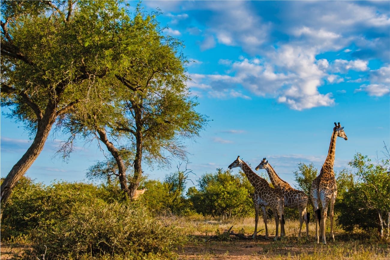 Three beautiful giraffes blending seamlessly with the untamed beauty of their surroundings.