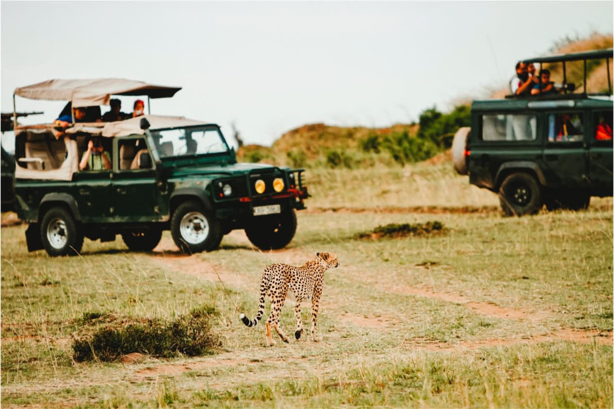 Gepard ganz nah an Safari-Jeeps