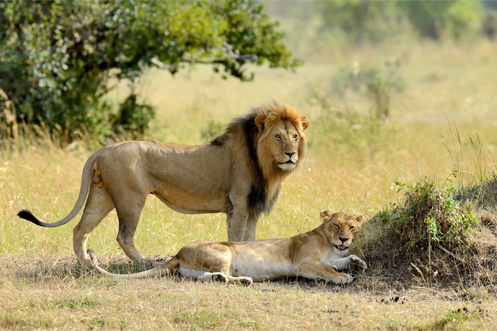 Männlicher und weiblicher Löwe im Kruger Nationalpark