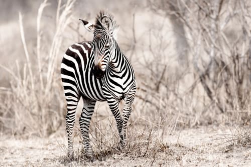 Mala Mala (Greater Kruger)