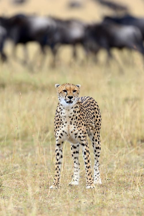 South Luangwa