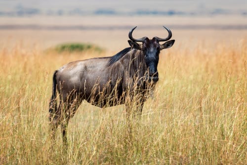 Mudumu (Zambezi Region)