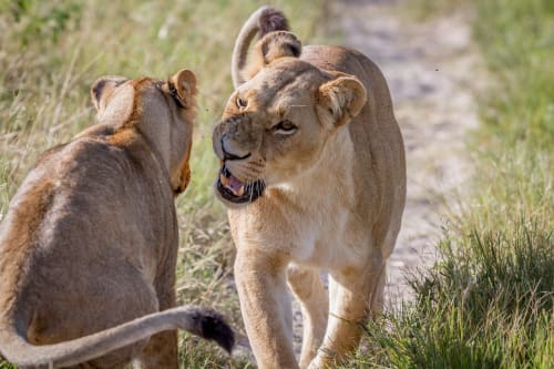 Lewa Wildlife (Laikipia)