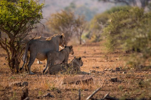 Pilanesberg