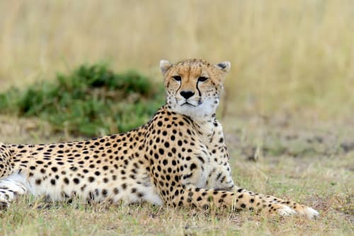 Etosha