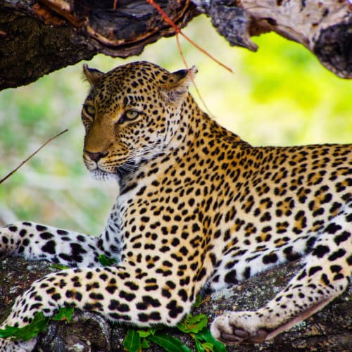 Timbavati (Greater Kruger)