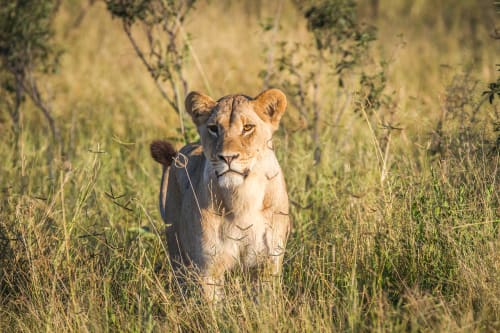 Amboseli