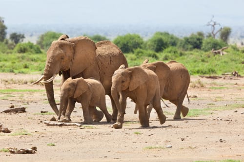 Makgadikgadi Pans