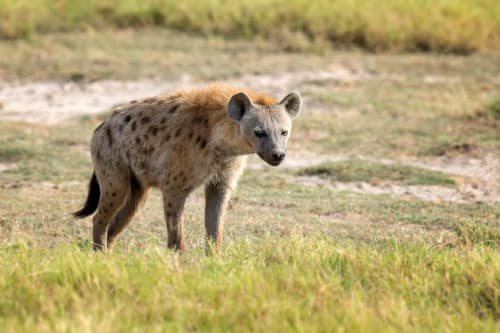 Lake Manyara