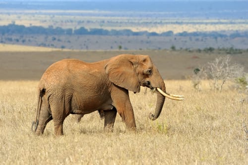 Masai Mara