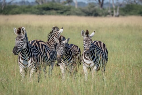 Mountain Zebra