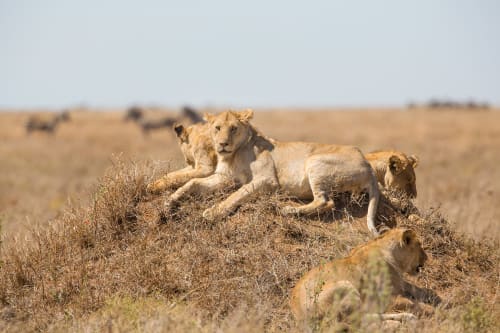 Madikwe