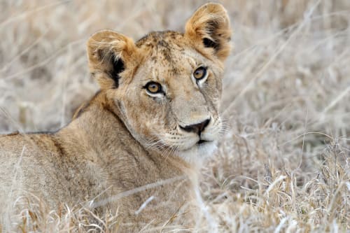 Addo Elephant