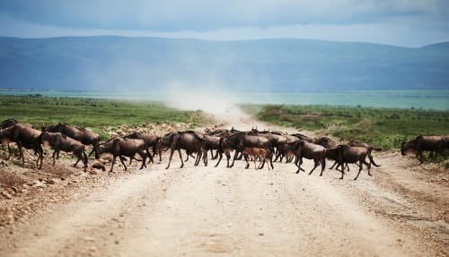 Lewa Wildlife (Laikipia)