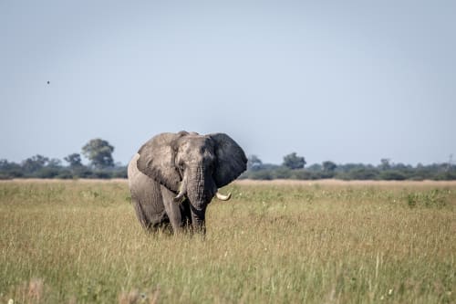 North Luangwa