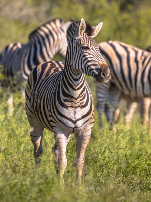 Gorongosa