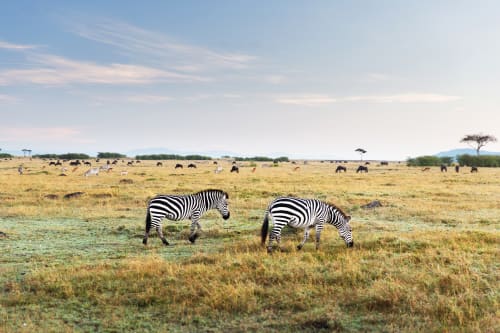 Masai Mara