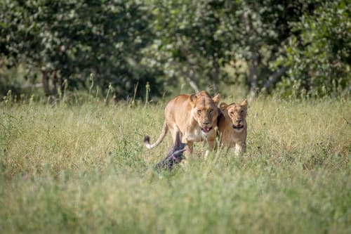 Amboseli