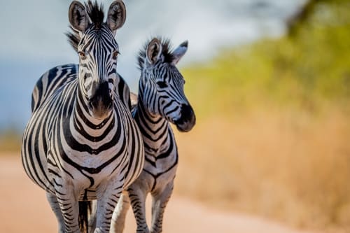 Ol Pejeta (Laikipia)