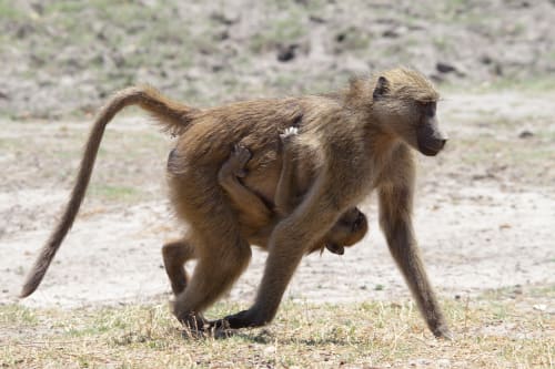 Ol Pejeta (Laikipia)