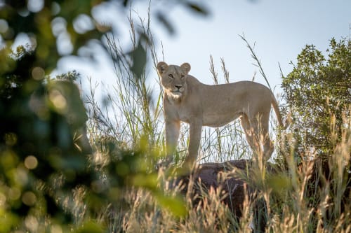 Tsavo East