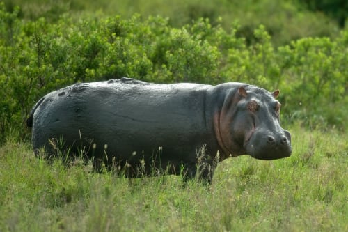 Mala Mala (Greater Kruger)