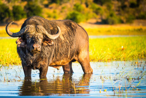 Etosha