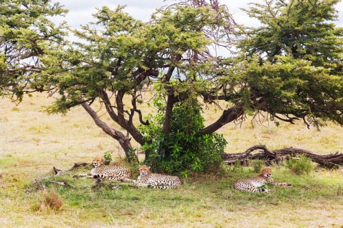 Kgalagadi